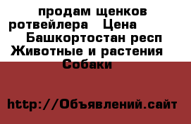 продам щенков ротвейлера › Цена ­ 6 000 - Башкортостан респ. Животные и растения » Собаки   